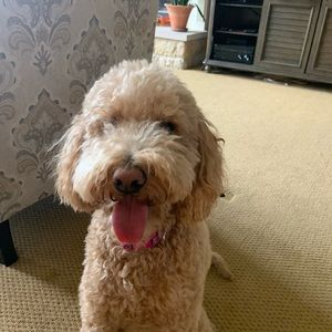 Meet your Posher, Sebastian